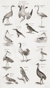 Verschillende soorten vogels door Unbekannt Unbekannt